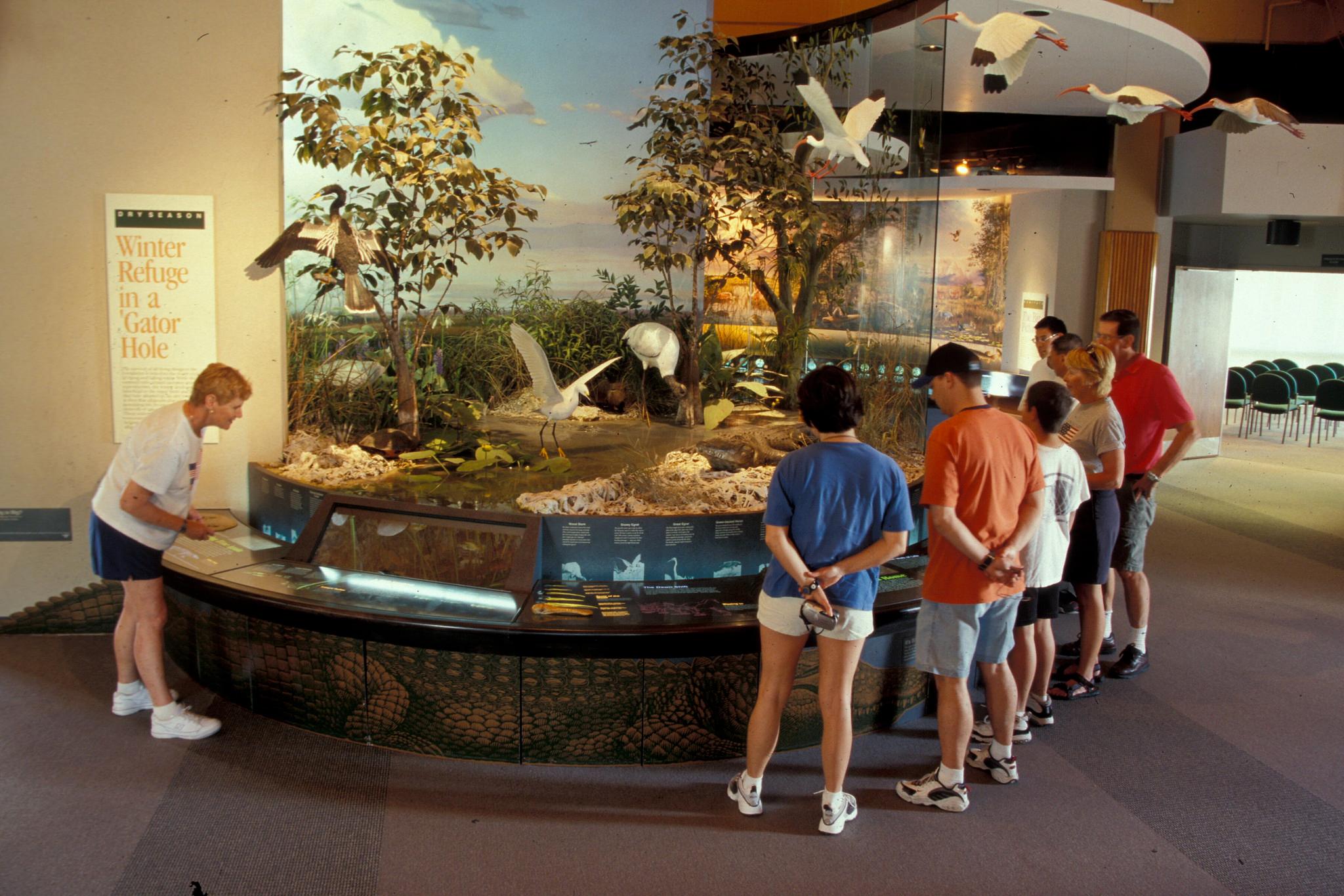 Visitors stand around a colorful display which has models of alligators turtles and birds.