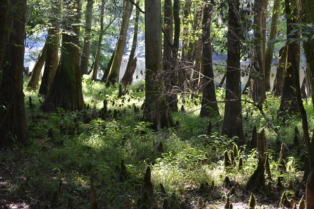 Congaree National Park