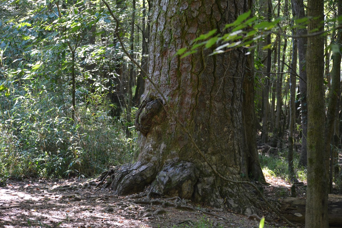 A very large tree surrounded by smaller trees in a forest