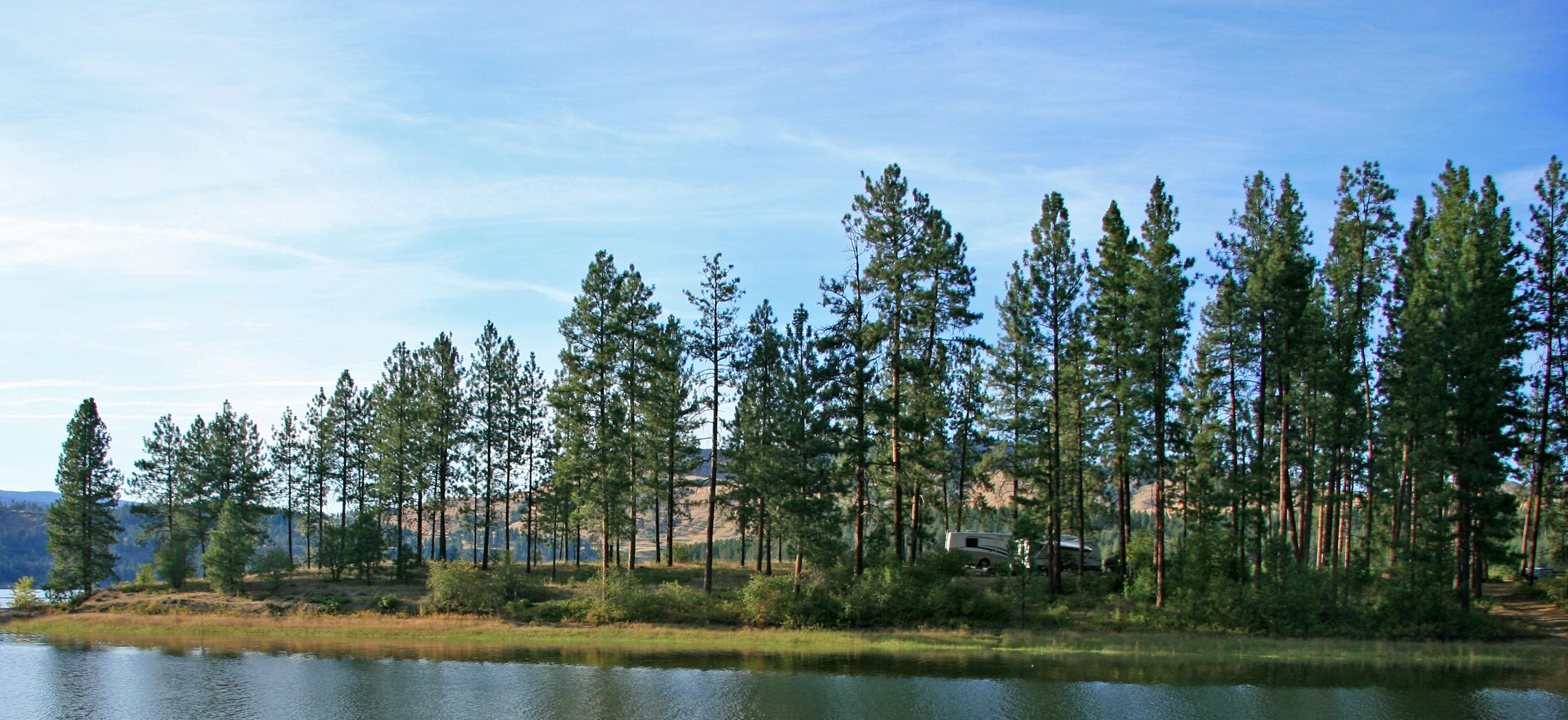 a peninsula of land with tall pines and campsites scattered among them