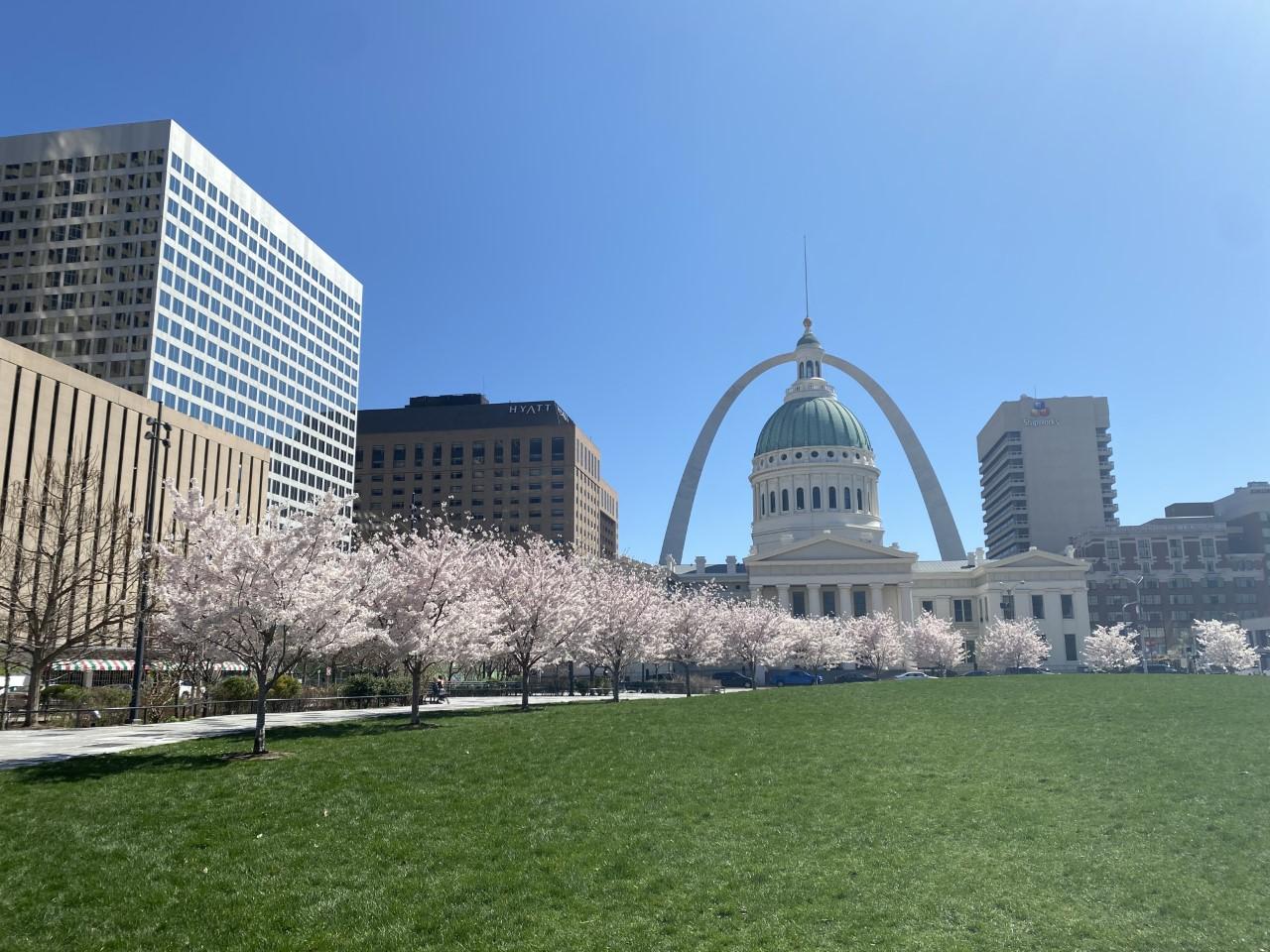 The Gateway Arch and Old Courthouse with a row of pink blooming cherry trees in front