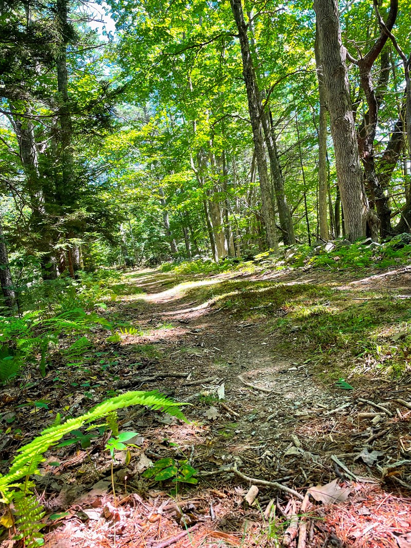 On the Homestead Trail A moss-lined trail continues ahead through tall green pine trees.