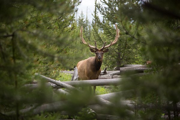 A large bull elk with antlers peers through dense green foliage.