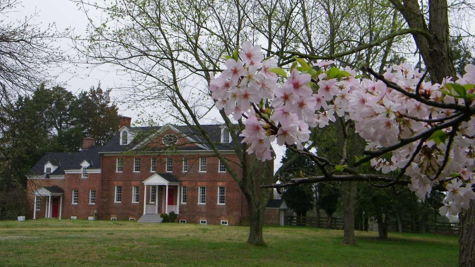 Flowers on a tree with a large brick house in the background.