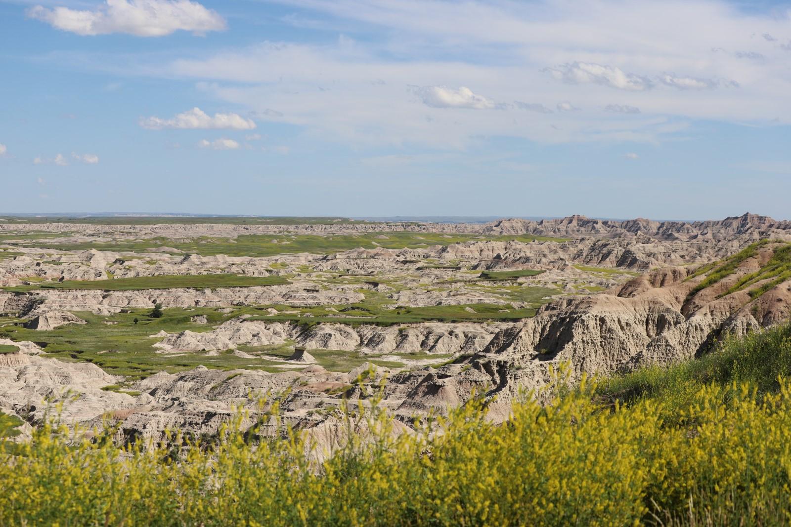 Jagged badlands buttes extended in horizon amid yellow flowers under a blue sky.