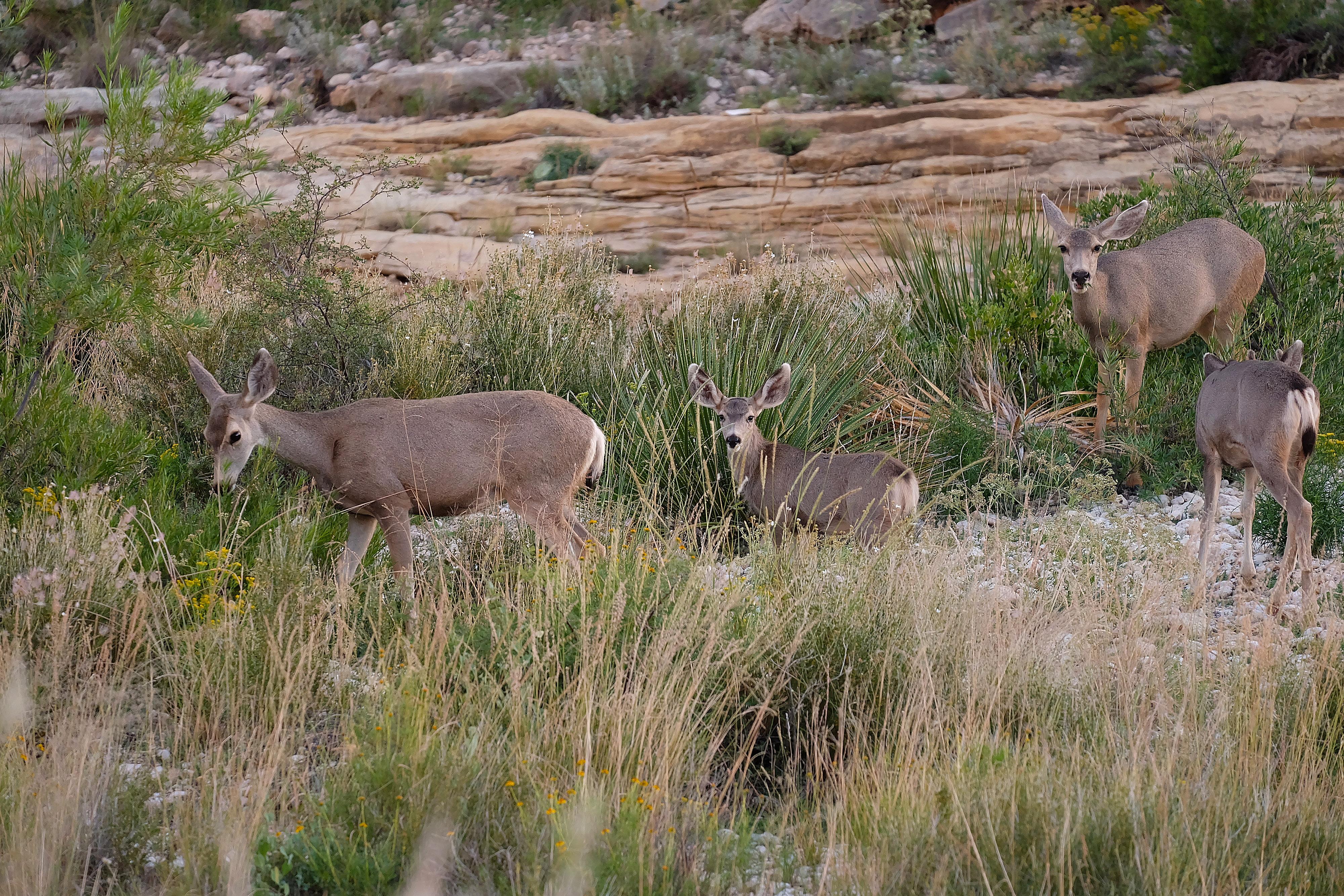 Photo of four mule deer in a drainage with vegetation around them.