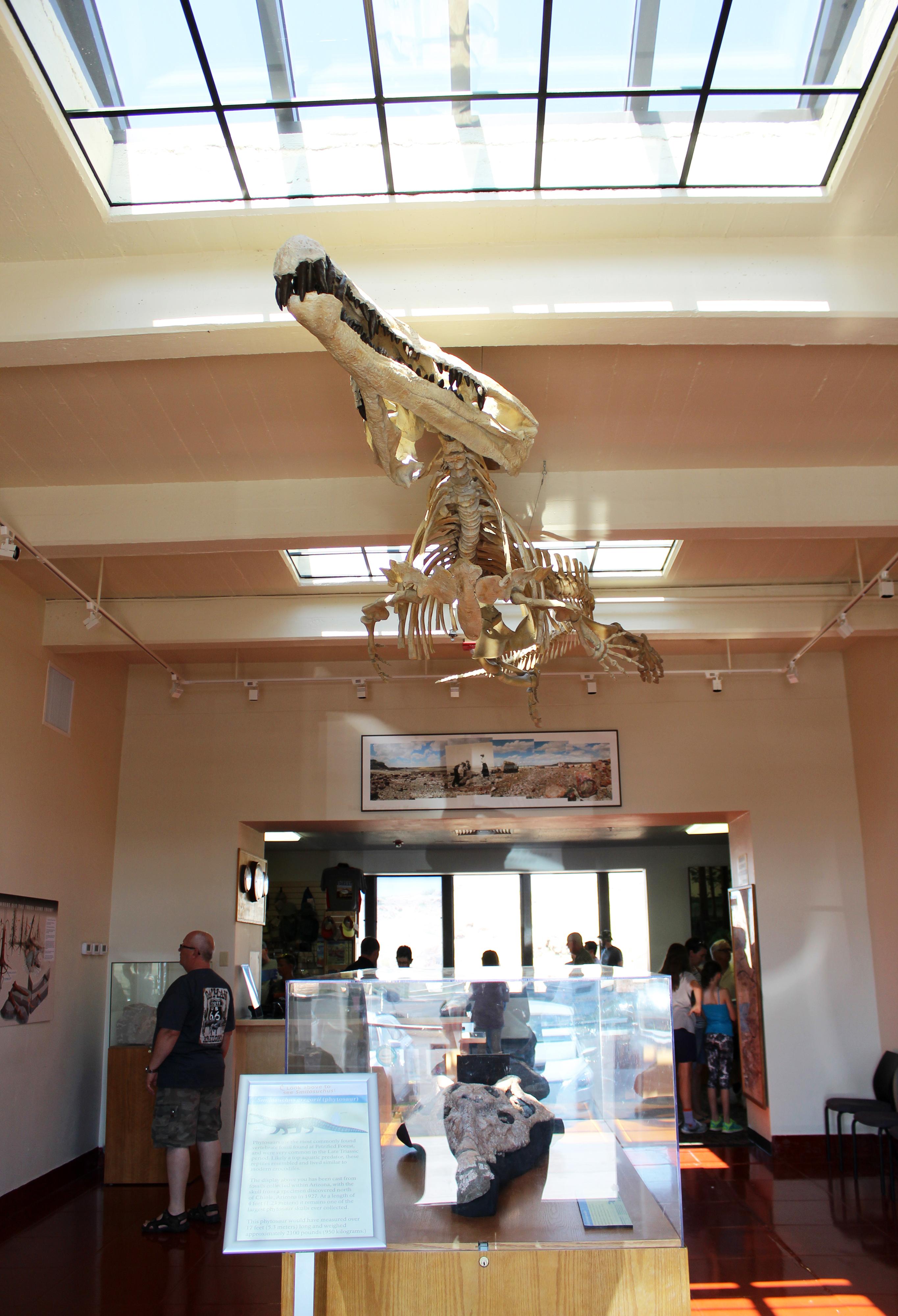 Fossil bone exhibits in lobby at Rainbow Forest Museum with skylight above.