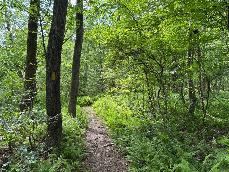 Farms to Forest Trail in Summer Dirt trail surrounded by ferns and shaded by a green forest