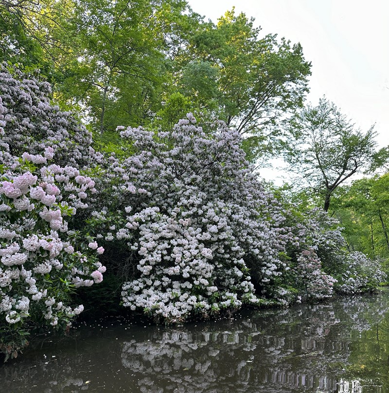 Mountain Laurel Blooms Pink and white flowers dot green bushes near the creek
