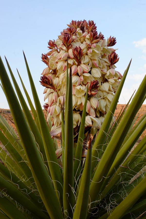 Photo of a yucca plant with cream and pinkish-colored flowers.