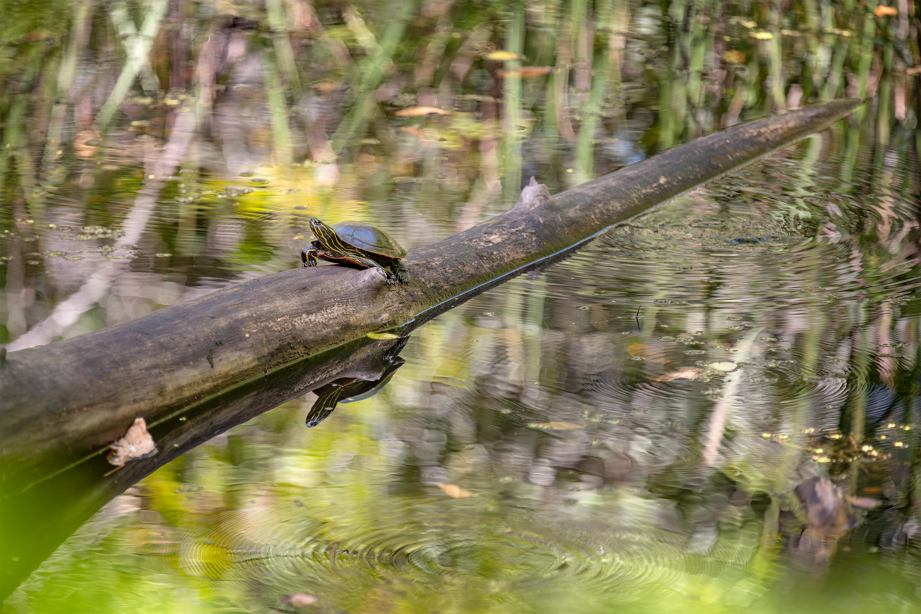 Saint Croix National Scenic Riverway