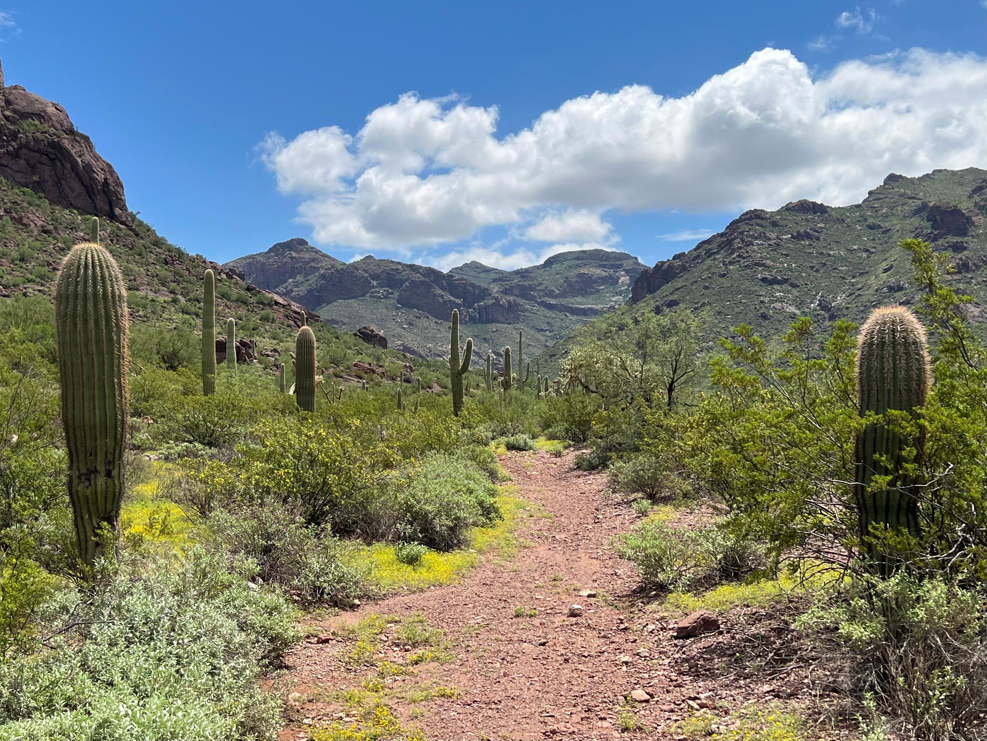 The Alamo Canyon trail is surrounded by many kinds of cacti and leads into the mountains
