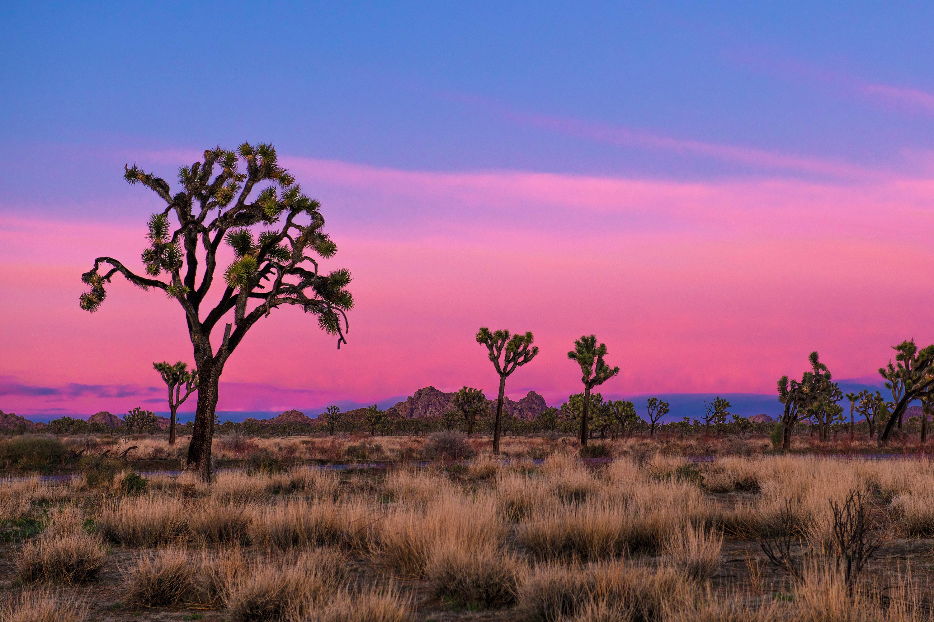 The sky turns hues of pink and purple over a field of Joshua trees.