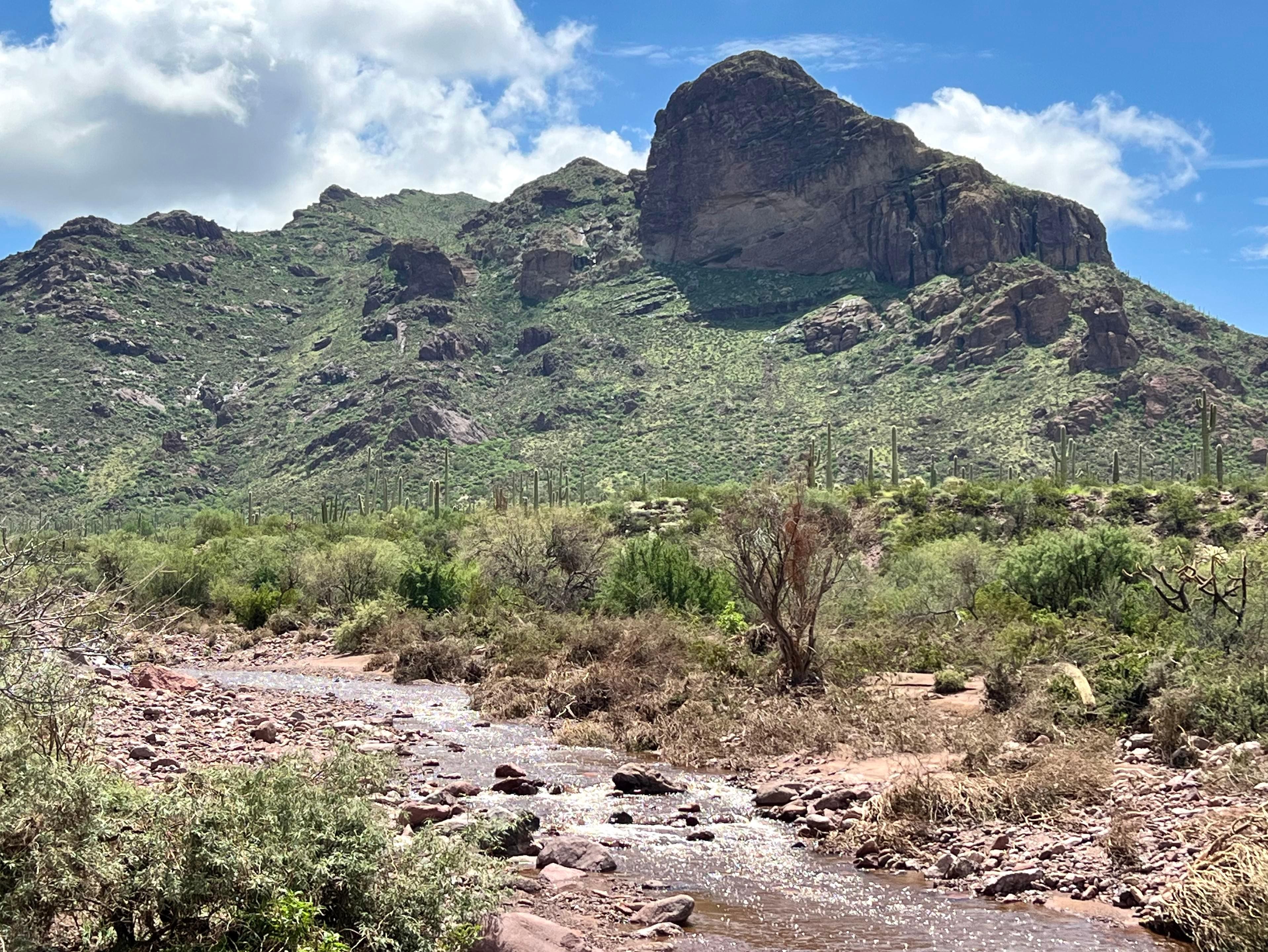 A wash runs with water below cacti and a large mountain