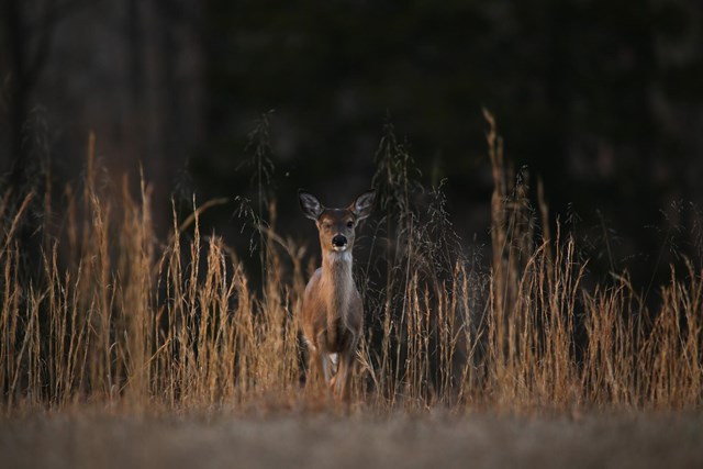 Image displays a lightly colored deer looking at the viewer and surrounded by tall grass.