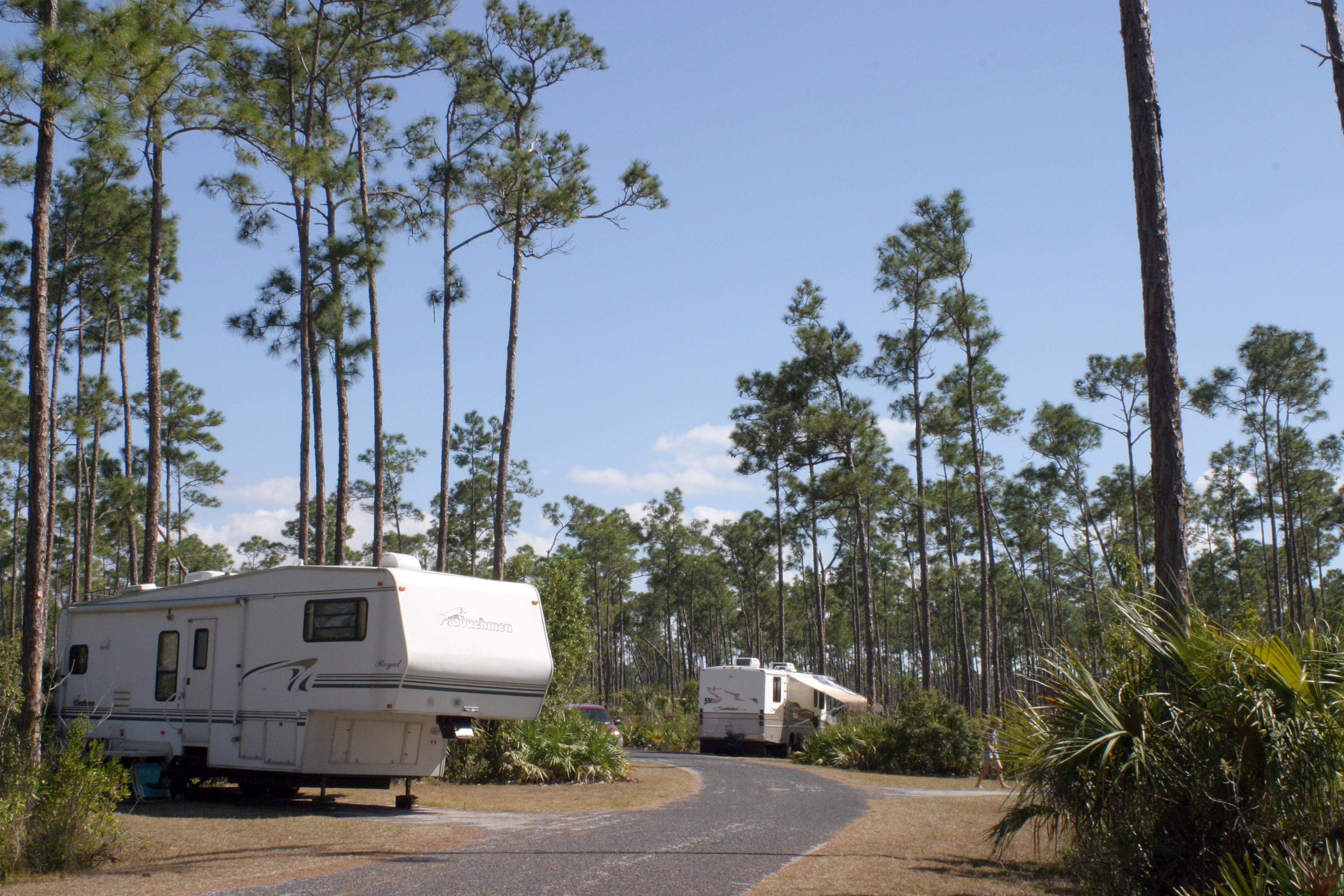 Two RV trailers parked at a campground surrounded by tall slash pine trees.