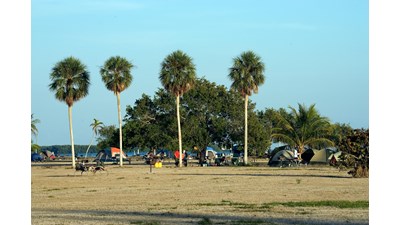 An open field with tents set up and picnic tables. Four palm trees stand tall in the background.