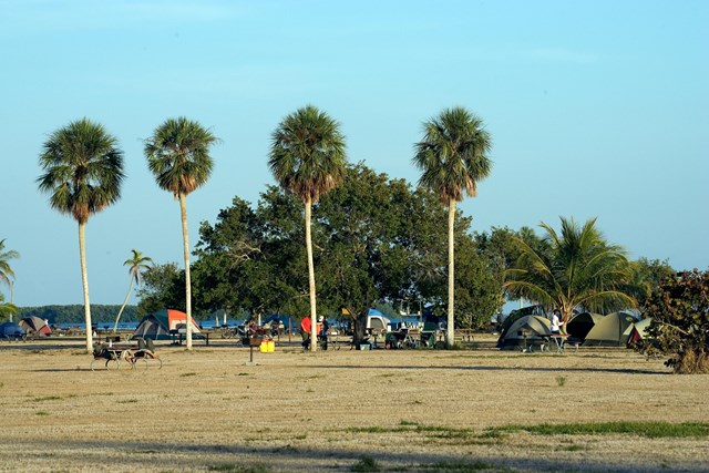 Open field with tents and picnic tables and four tall palm trees behind