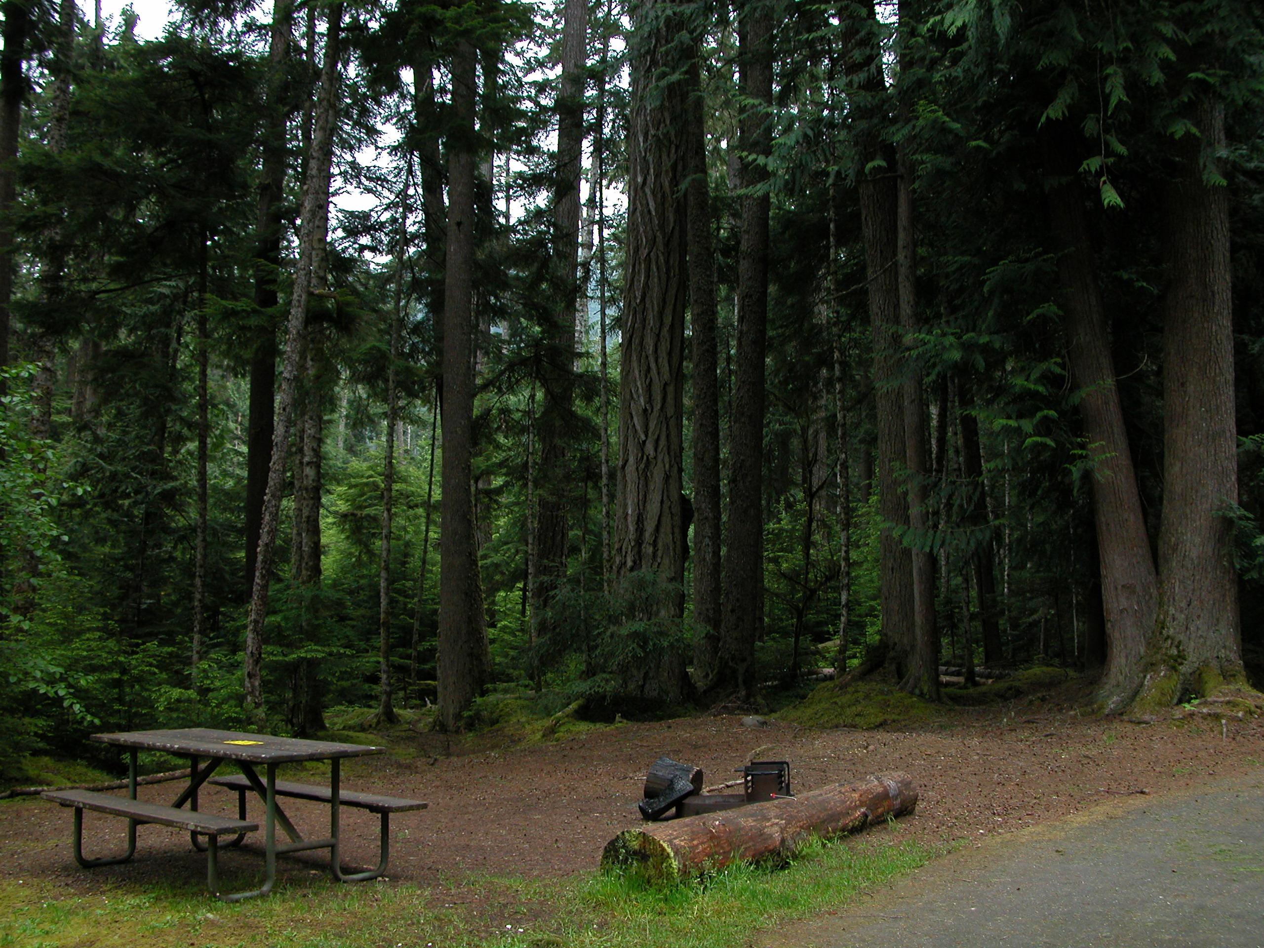 A campsite with picnic table among tall trees.