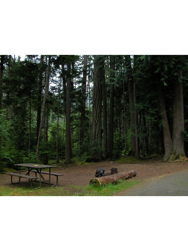 A campsite with picnic table among tall trees.