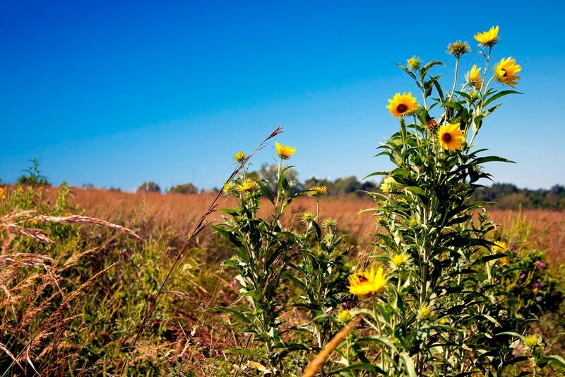 Sunflowers in a prairie at George Washington Carver NM.