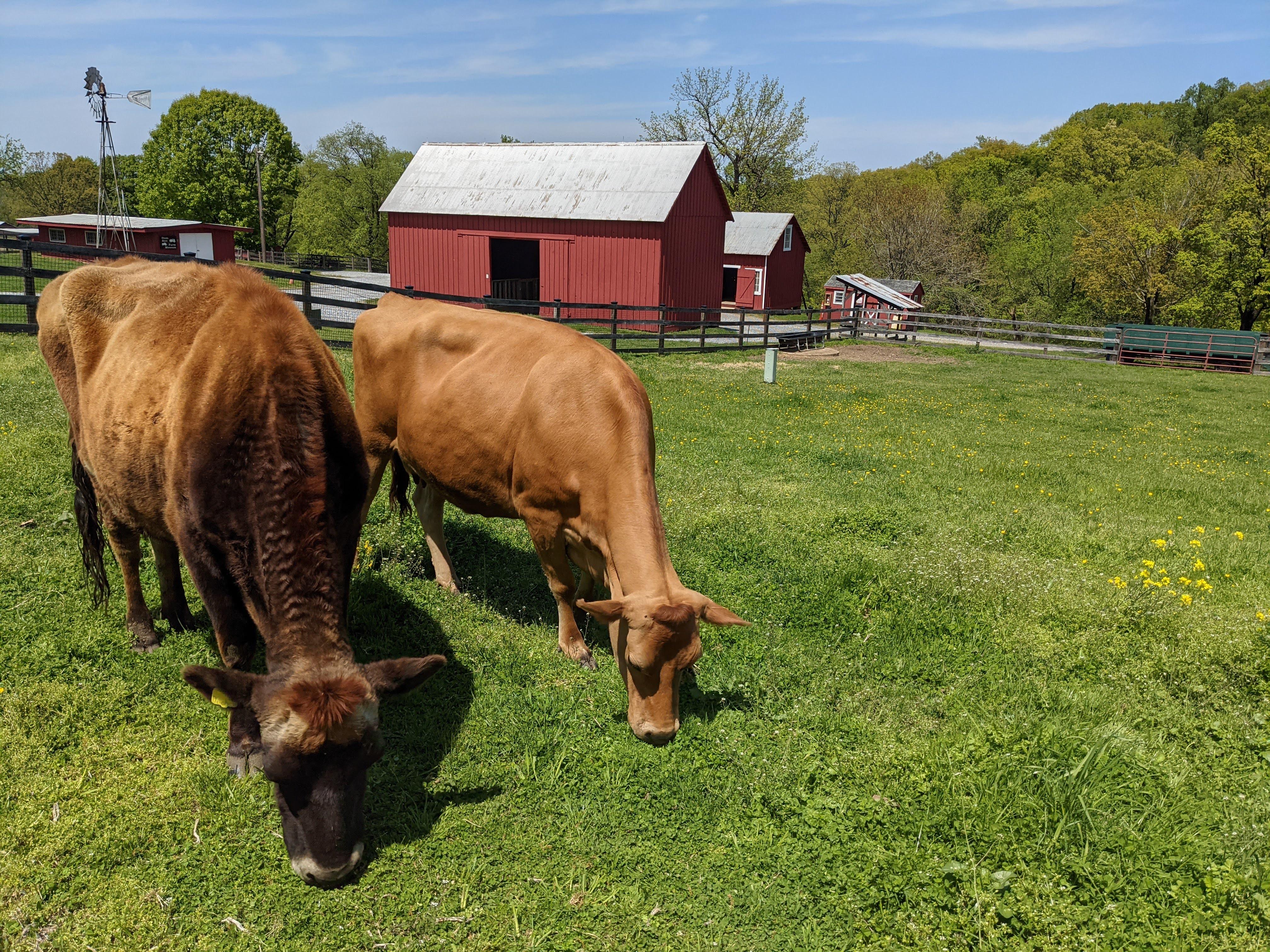 Two brown cows graze in a field