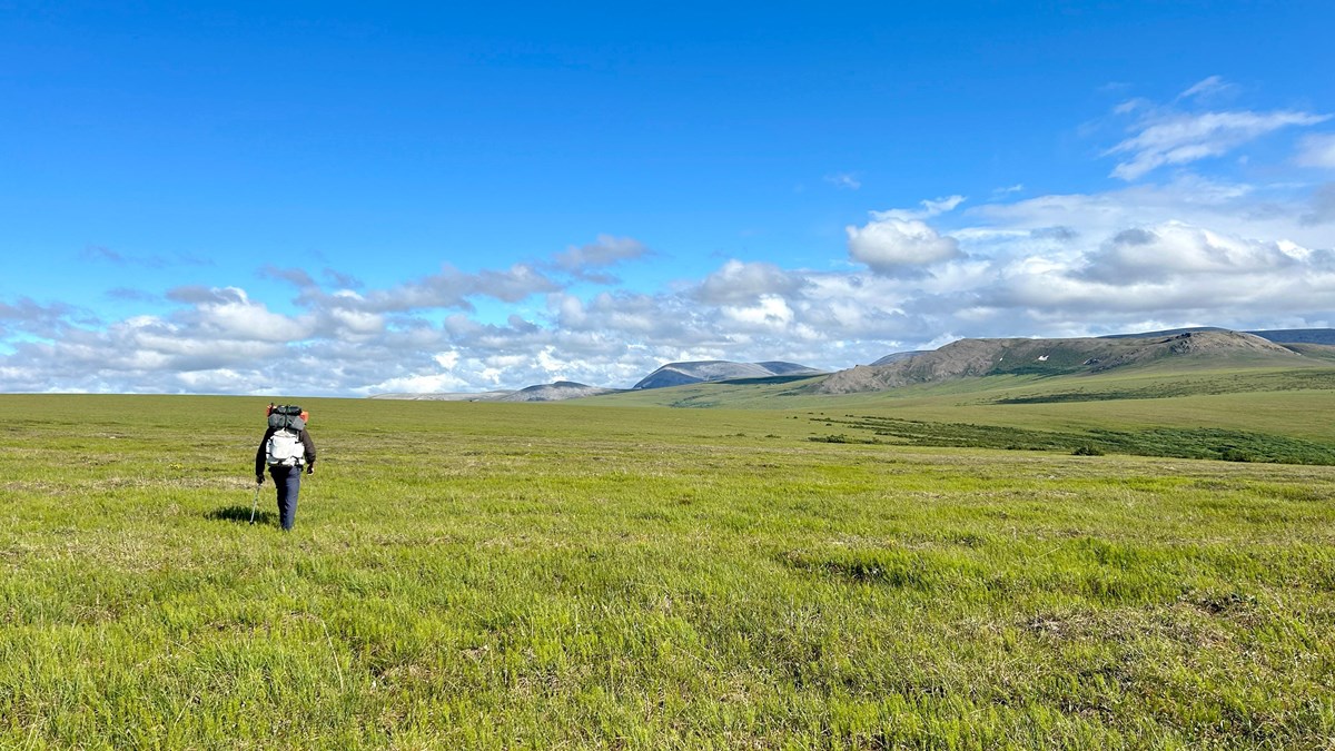 Backpacker hikes across green tundra.