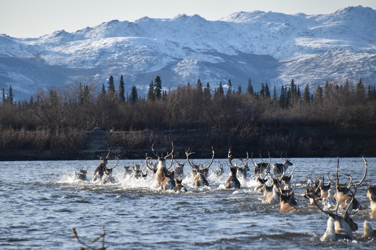 A herd of caribou run and swim the Kobuk River during fall migration.
