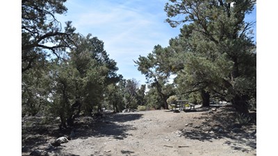 A flat dirt circular area about 25 ft across surrounded on 3 sides by tall evergreen trees.