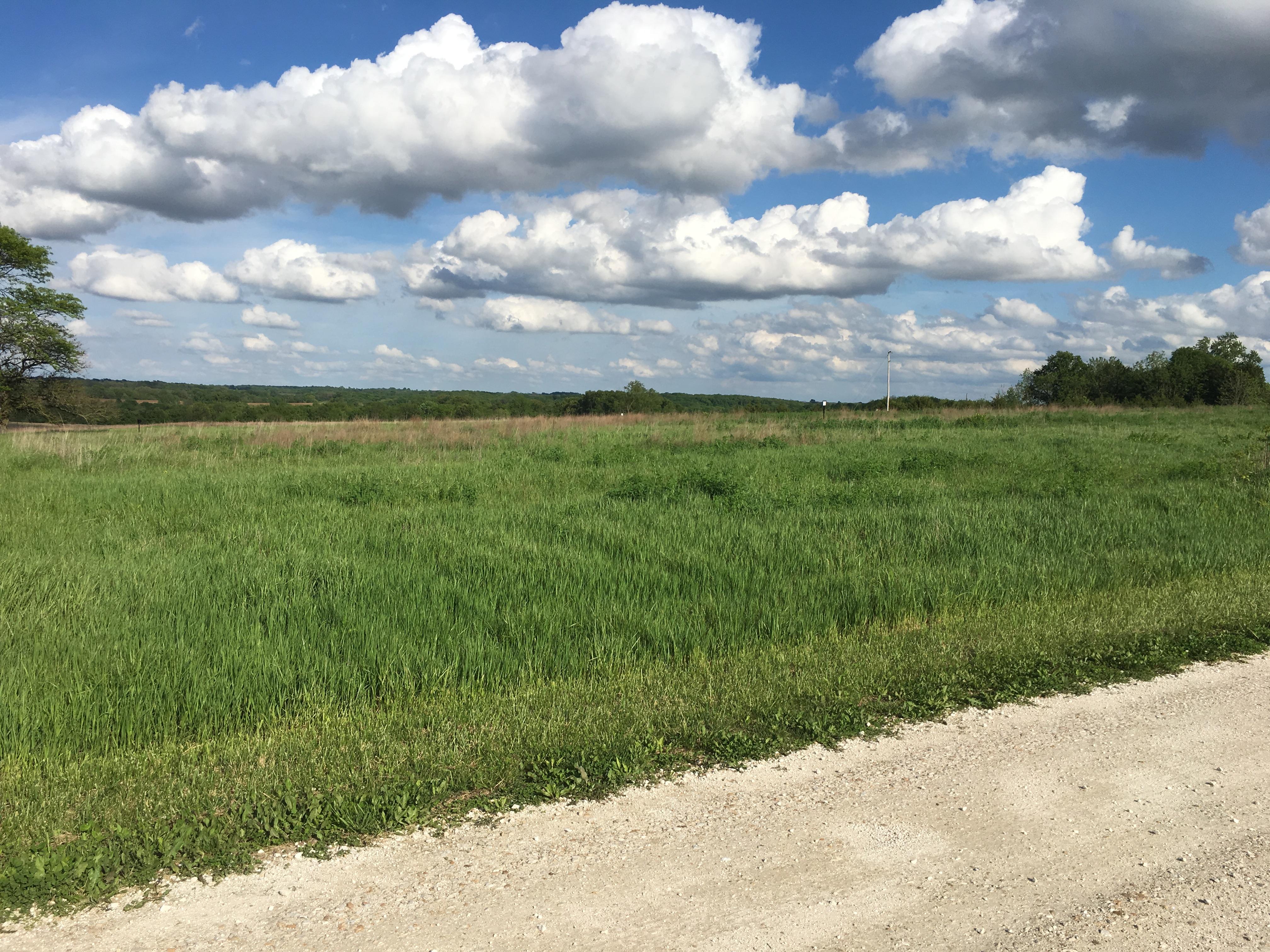 A grassy field surrounded by forest under a sunny sky with large white clouds.