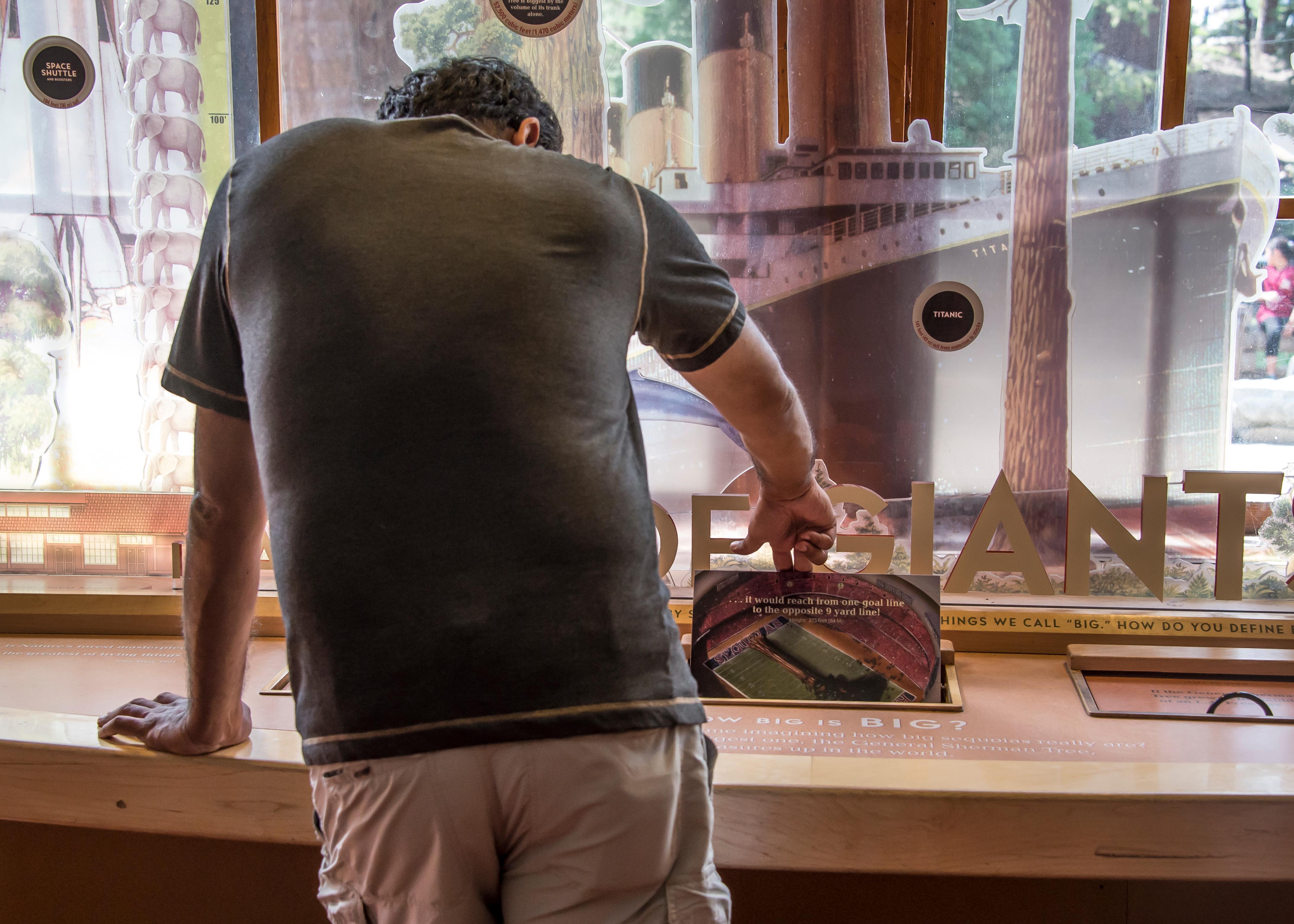 A visitor flips up an interactive panel in a Giant Forest Museum exhibit.