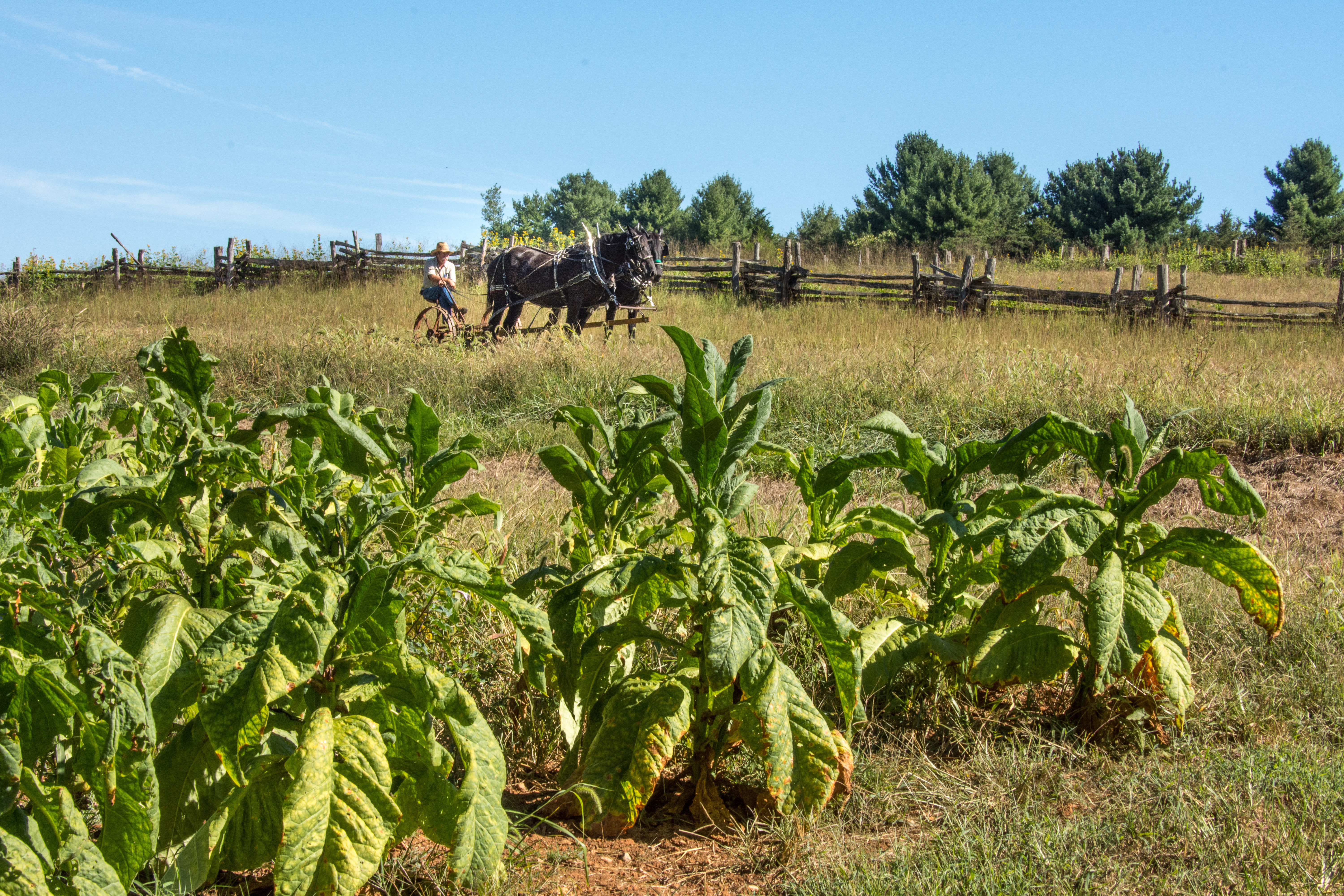 Tobacco field being plowed by man with two draft horses