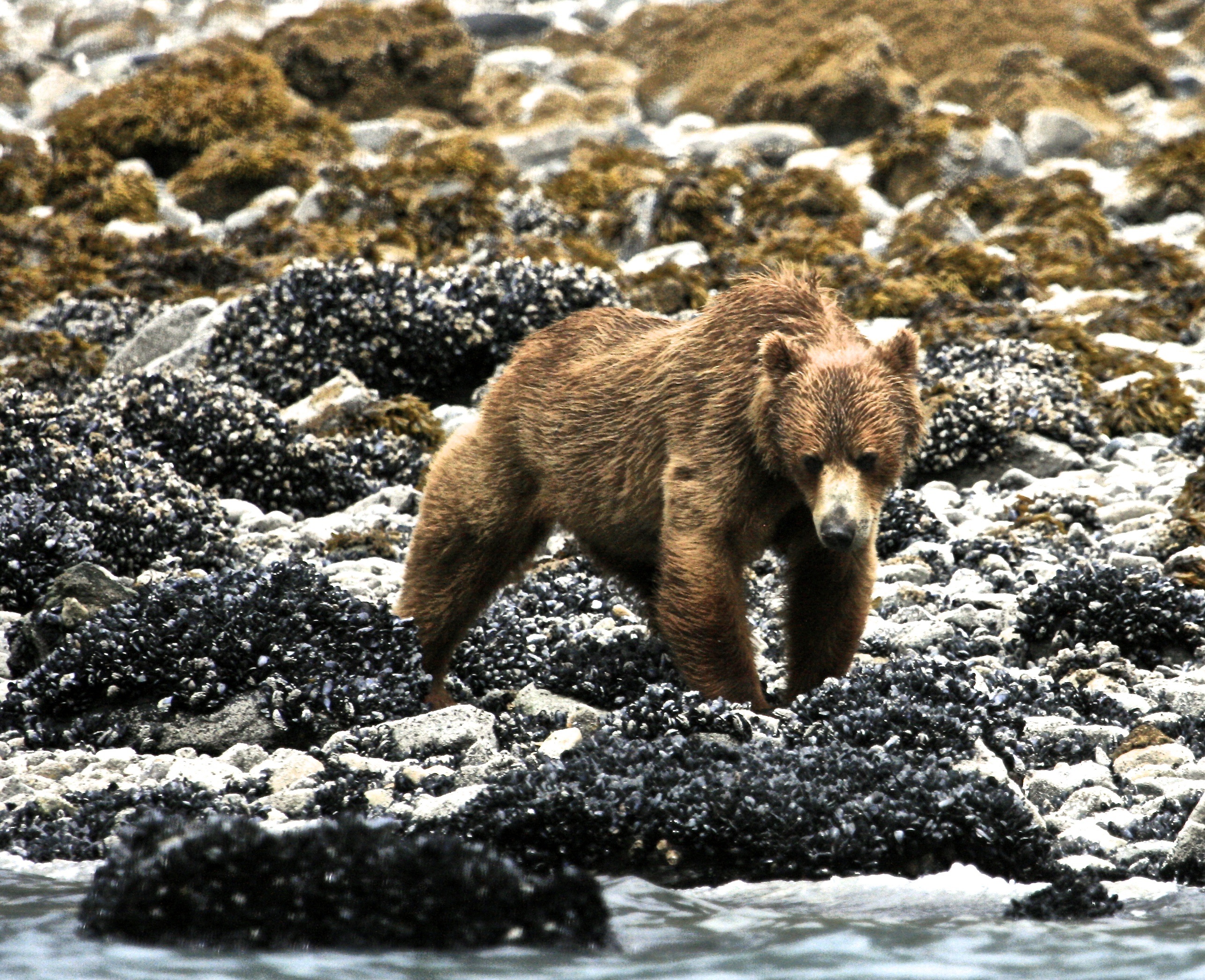 Beachcombing Brown Bear