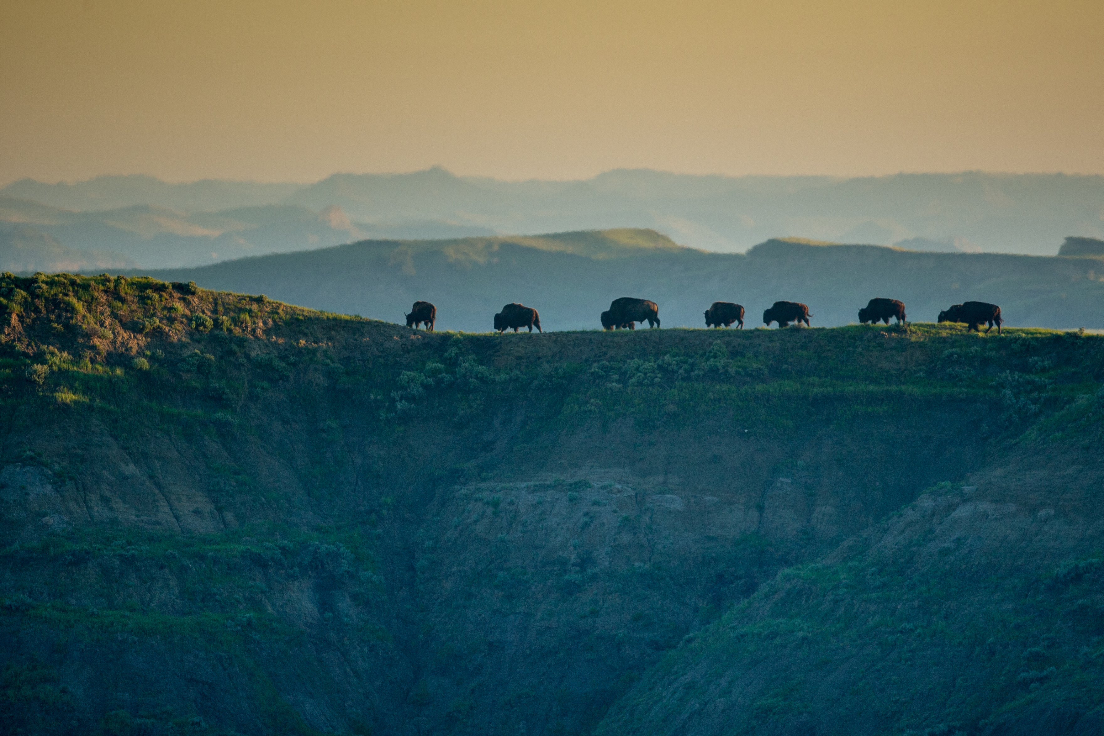 a string of bison are silhouetted against the backdrop of hazy blue and yellow badlands