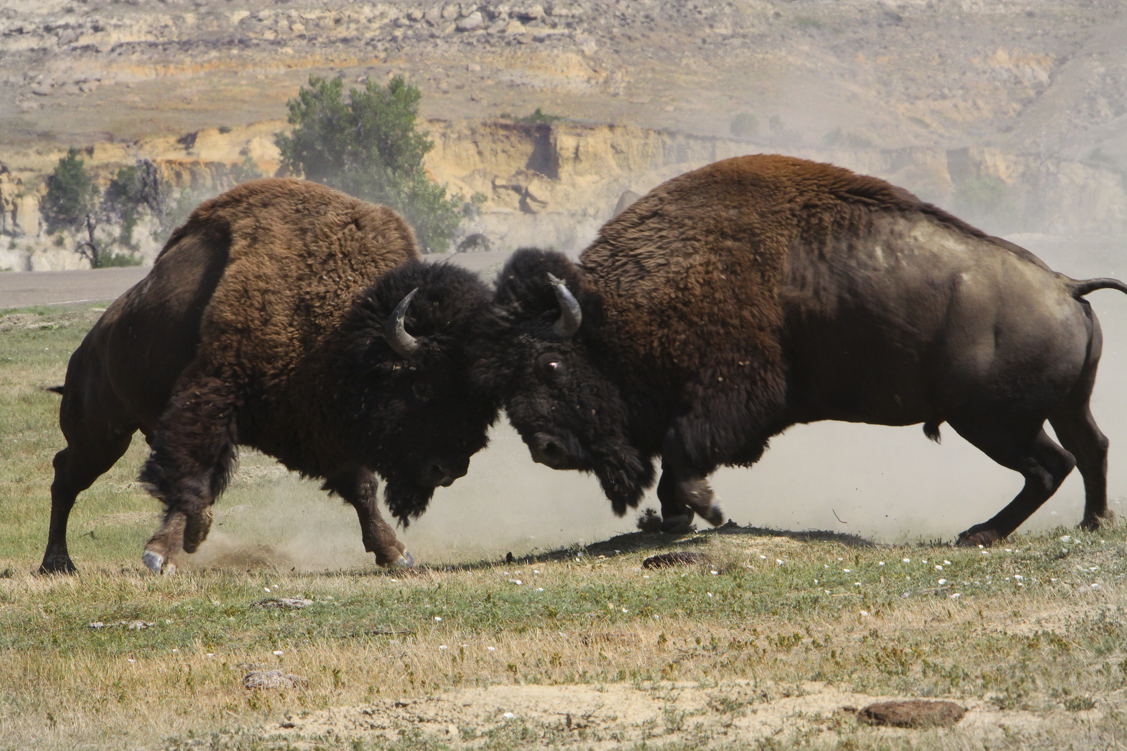 two bull bison collide heads in a dusty battle for dominance