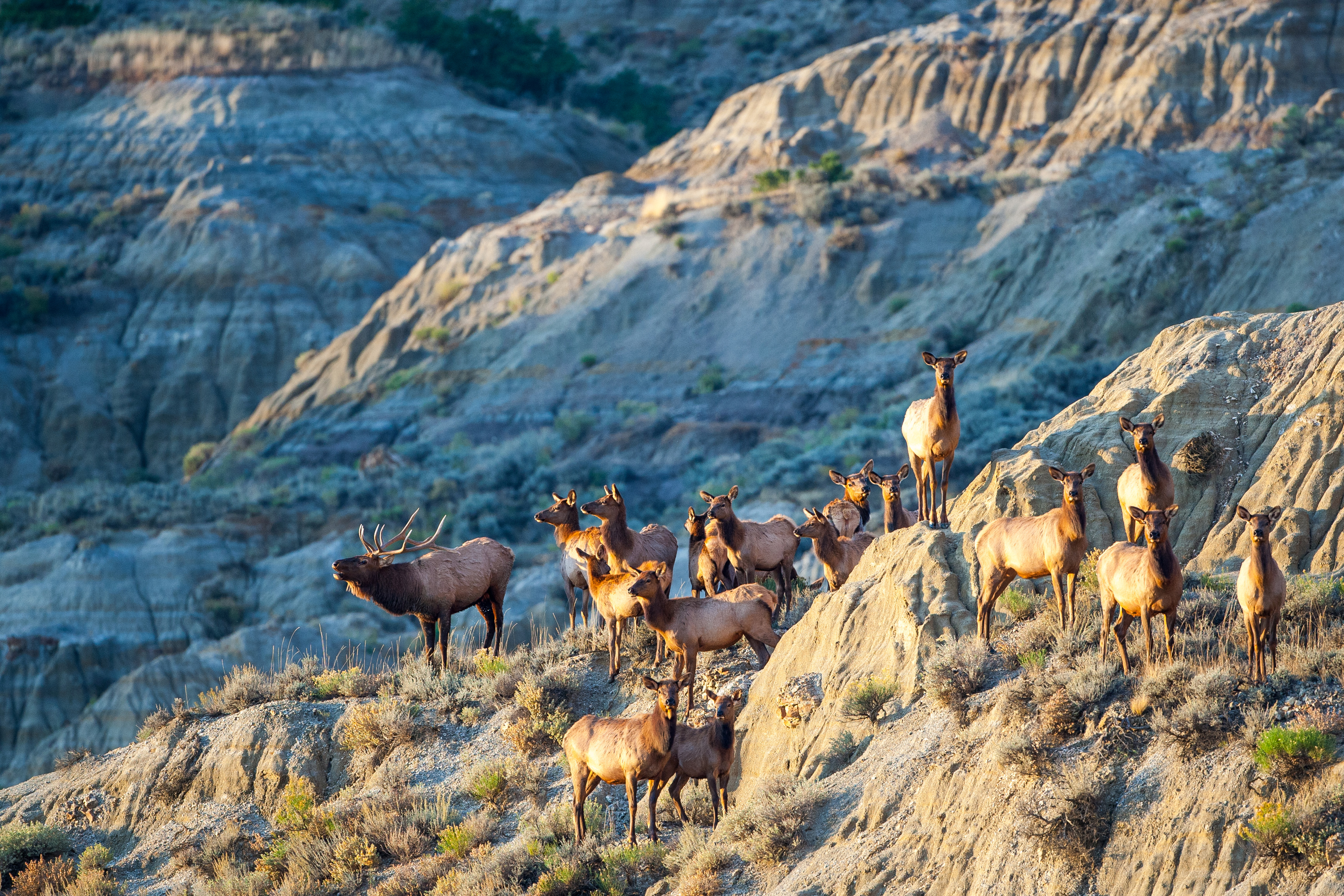 A bugling bull elk and his harem of cows stand on the edge of a butte as the sunlight fades