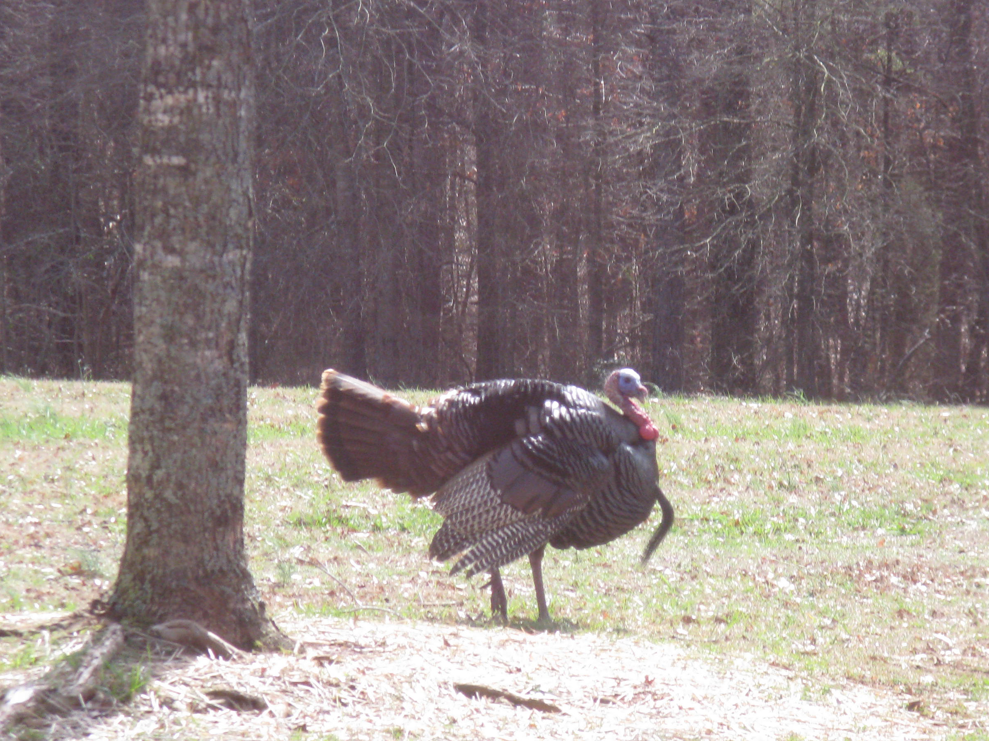 A tom turkey displays his feathers behind the Visitor Center.