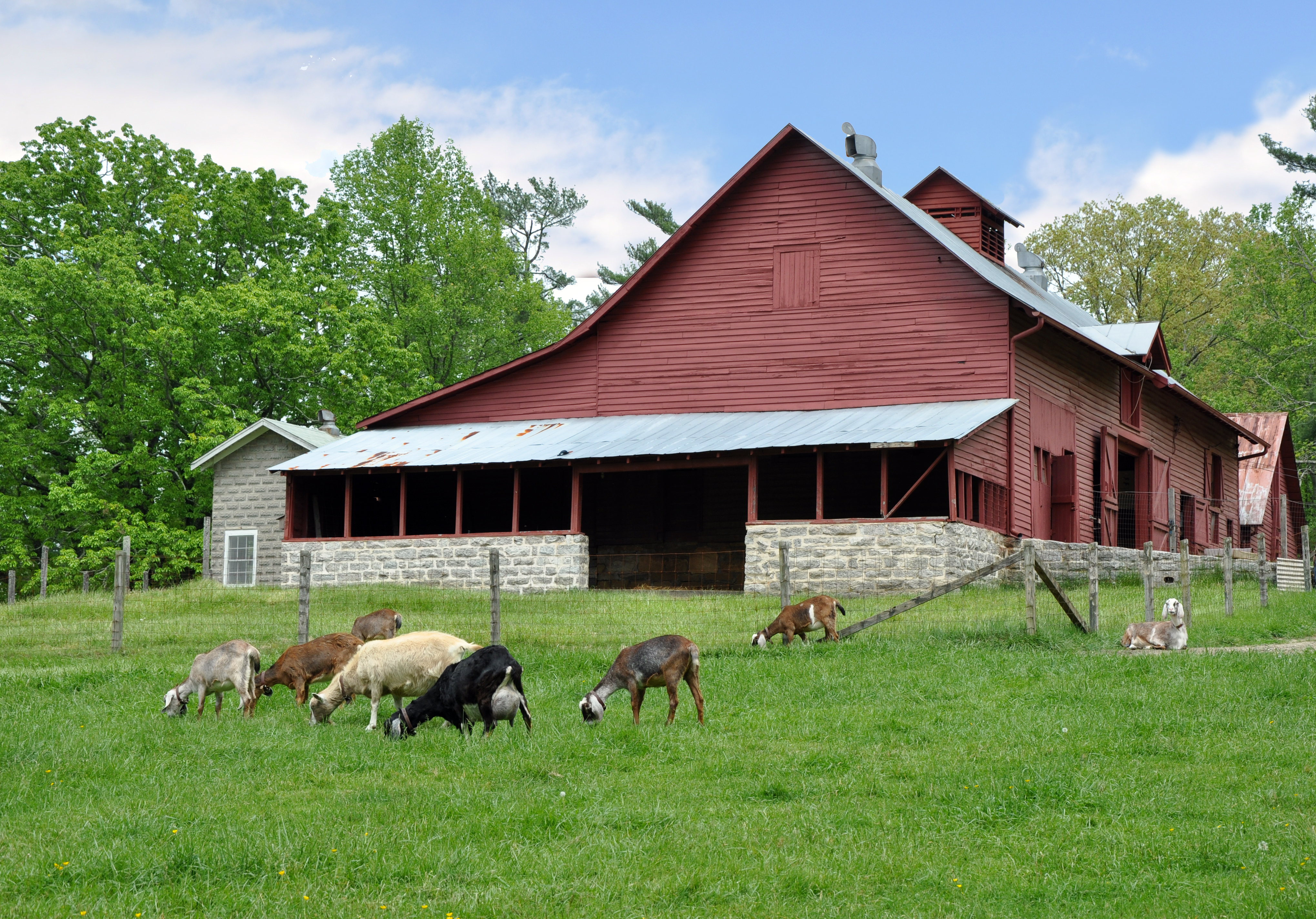 Dairy goats graze peacefully near the Sandburg barn