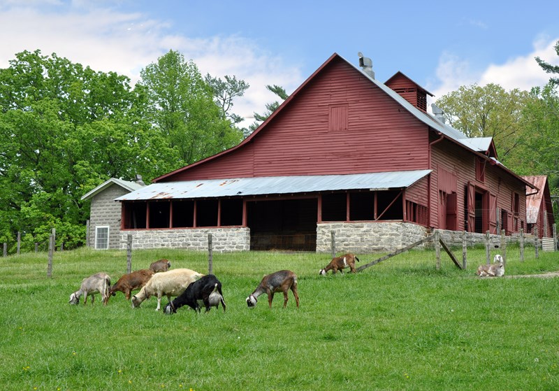 Connemara Farms Dairy goats graze peacefully near the Sandburg barn