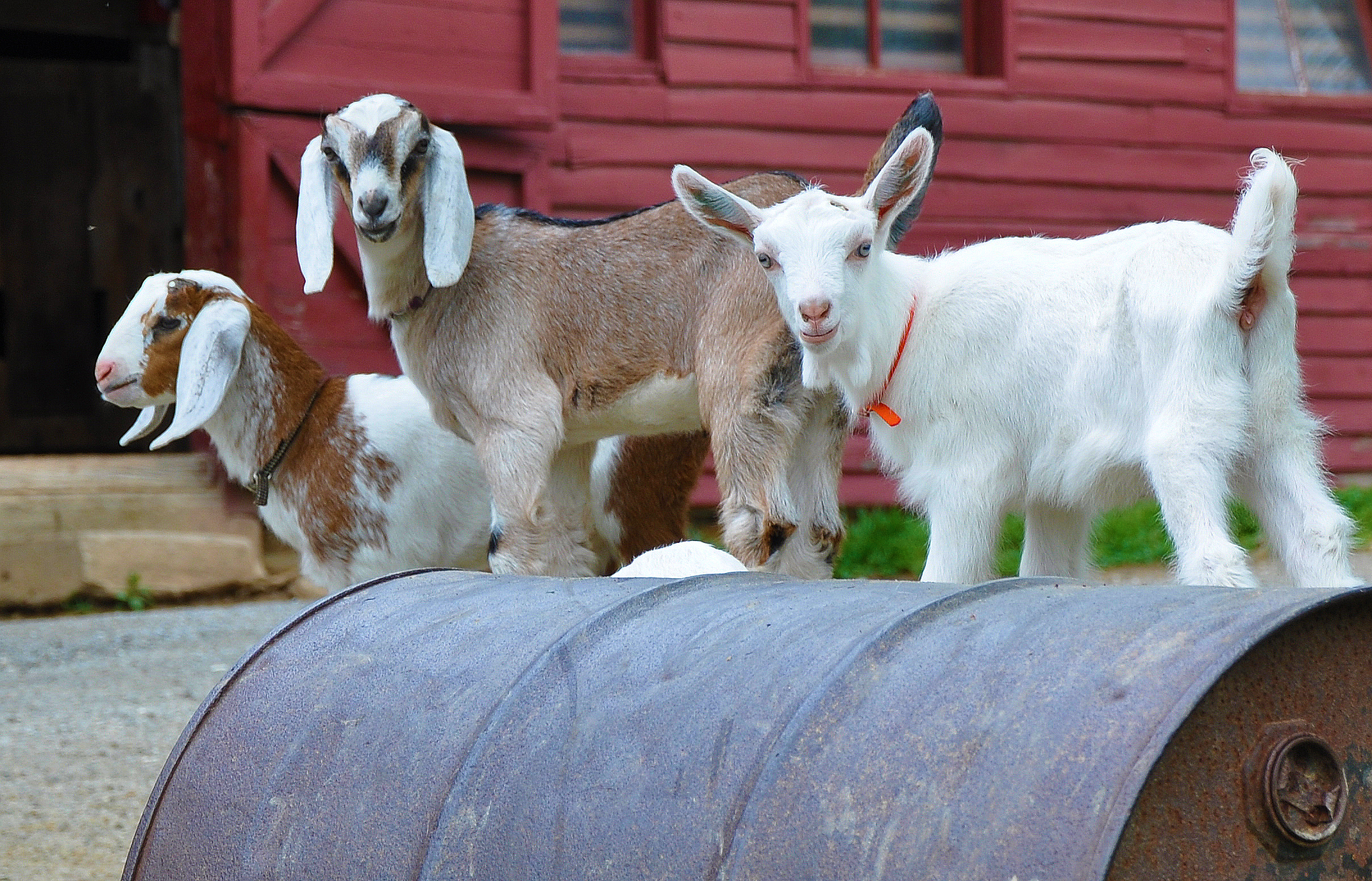 Spring-born kid goats greet visitors to the barn