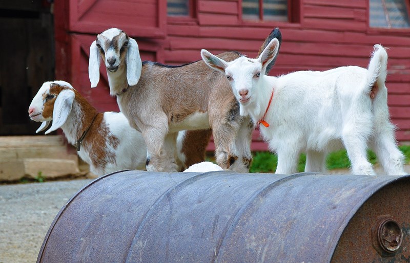 Kid Goats Greet Visitors Spring-born kid goats greet visitors to the barn