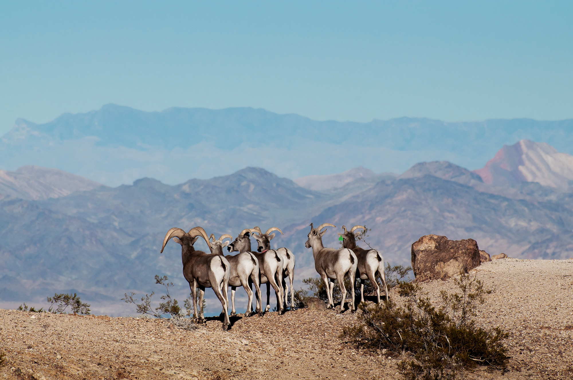 A group of bighorn sheep overlooking Lake Mead.