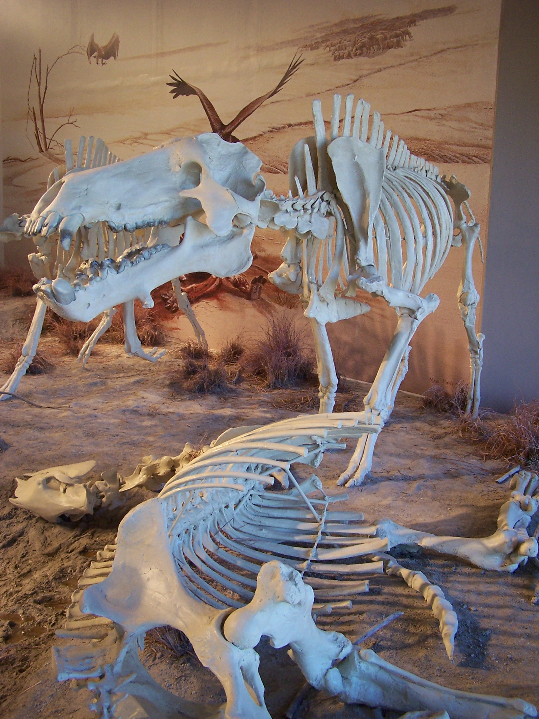 The Dinohyus was a scavenger, nicknamed "Terrible Pig"
