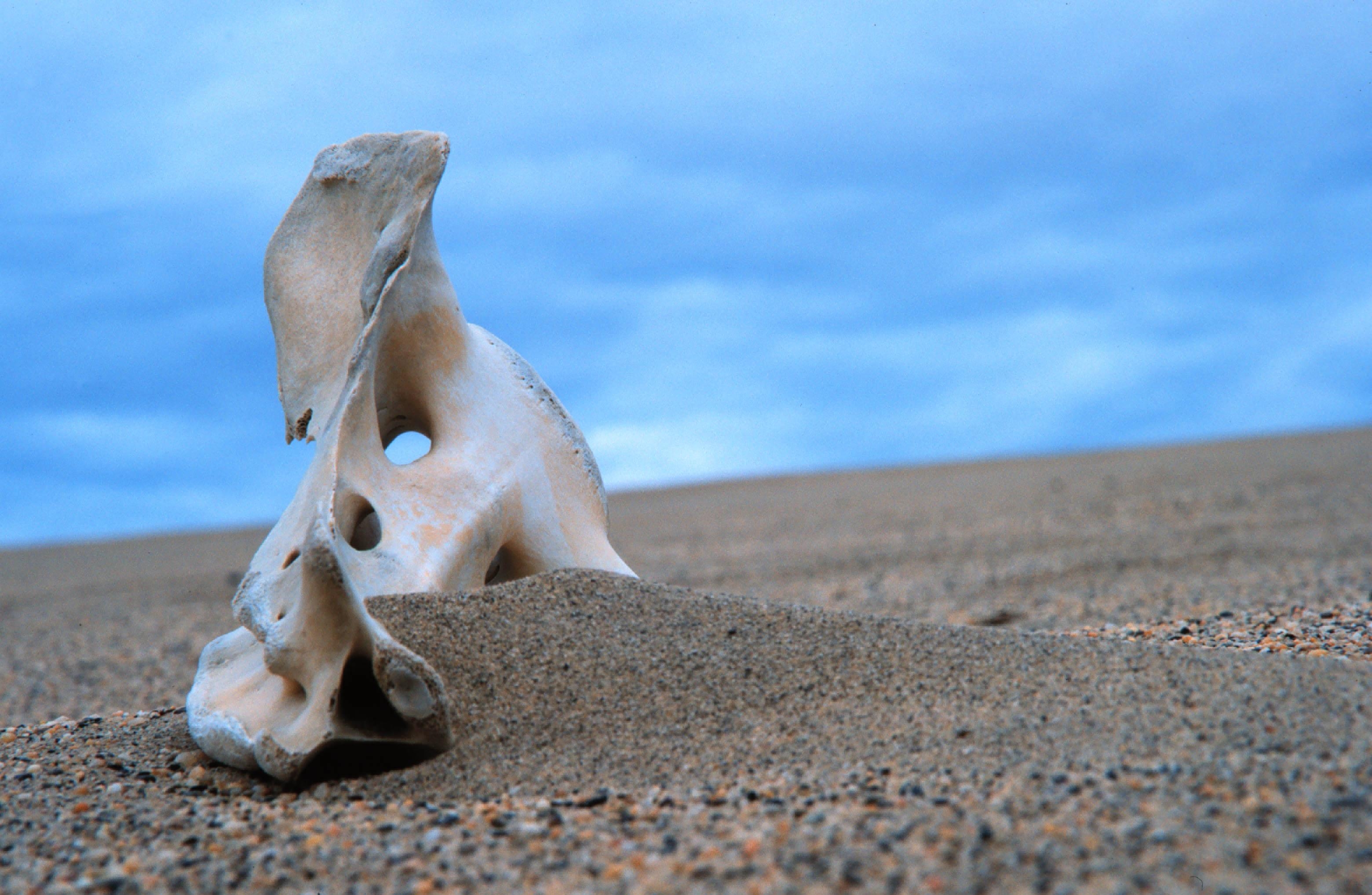 Caribou bone sitting in the sand