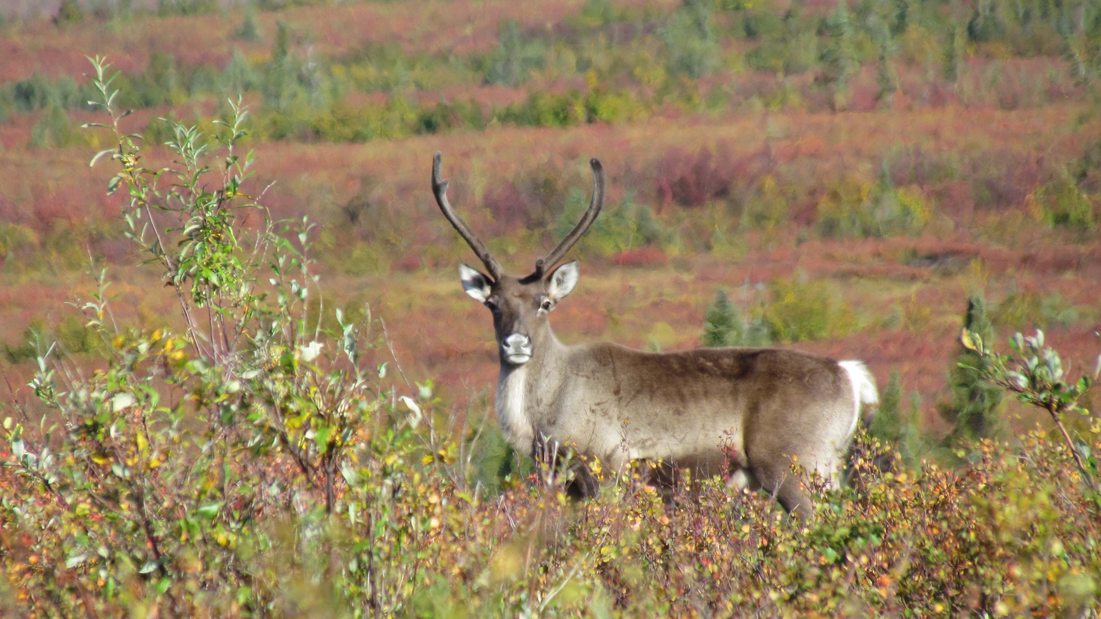 Single caribou with antlers in velvet