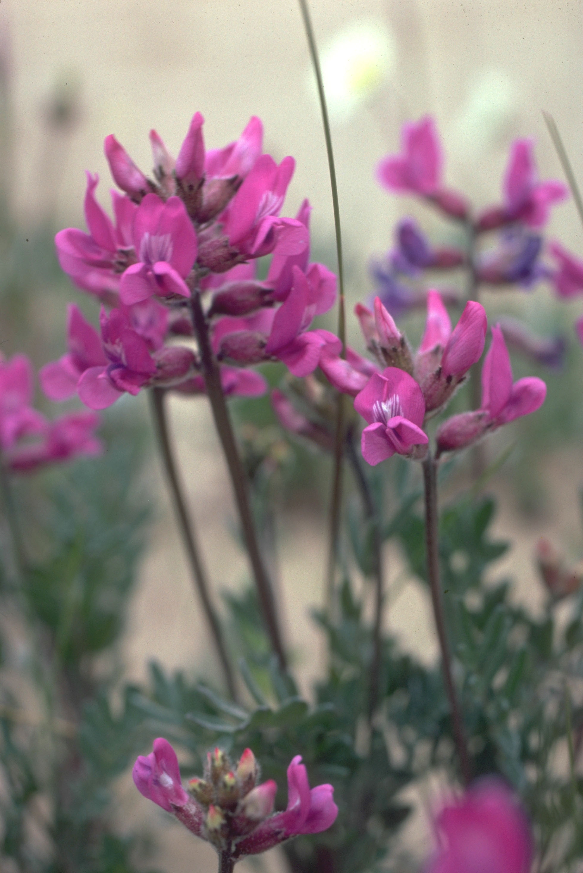 pink flower growing in sand