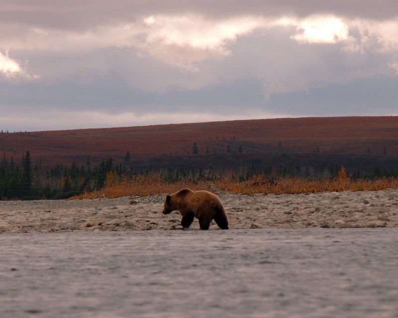 Grizzly on the Noatak River bear walking along river