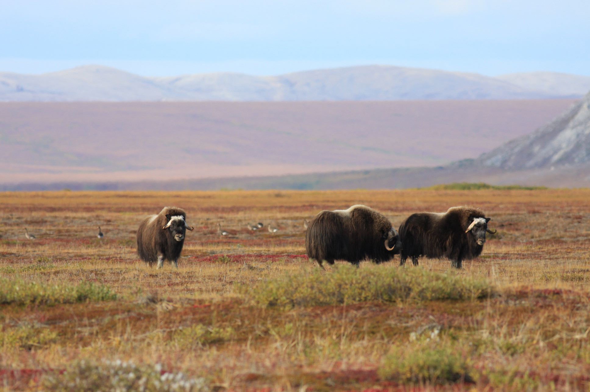 muskox standing on the tundra