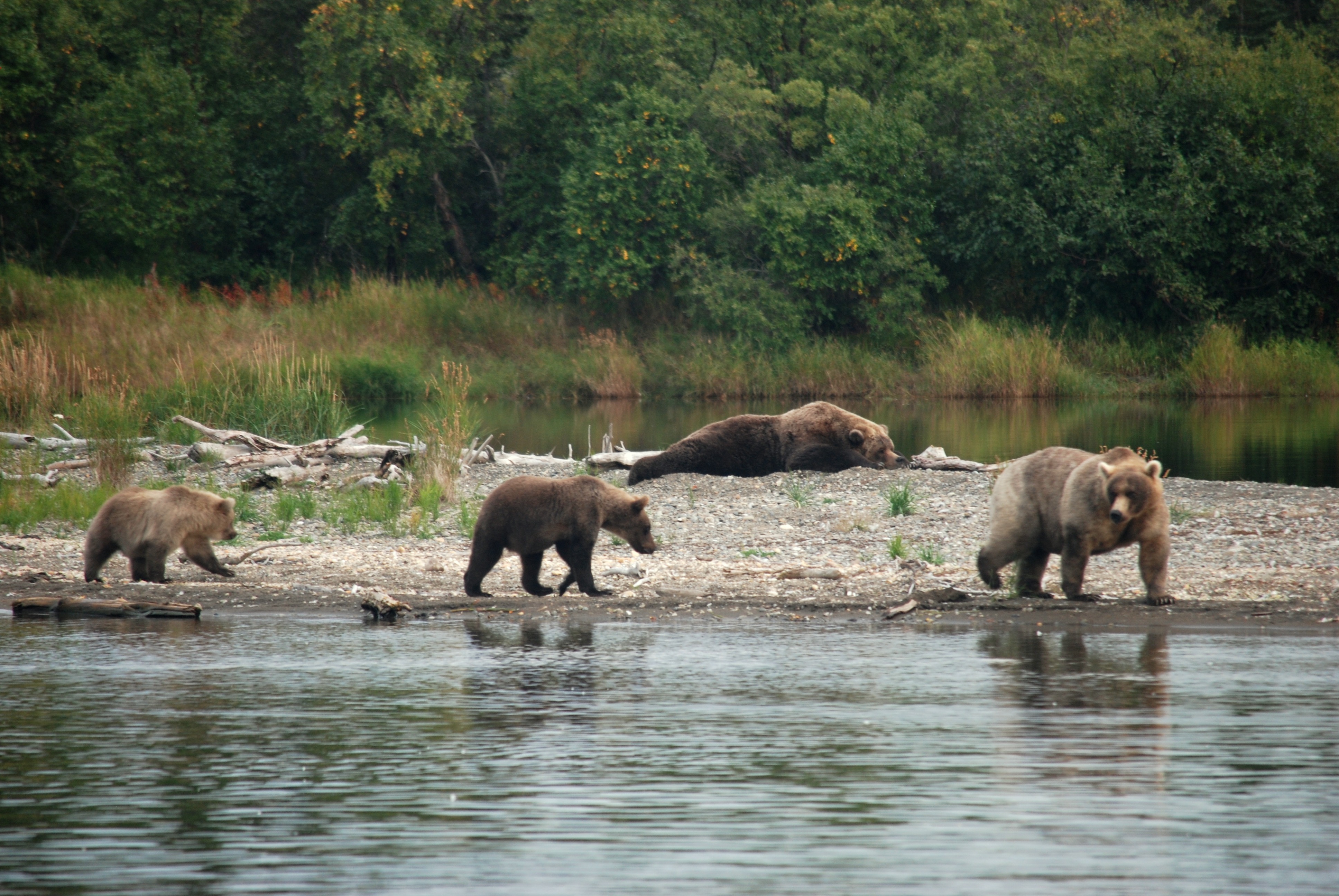 Three bears walk near a sleeping bear