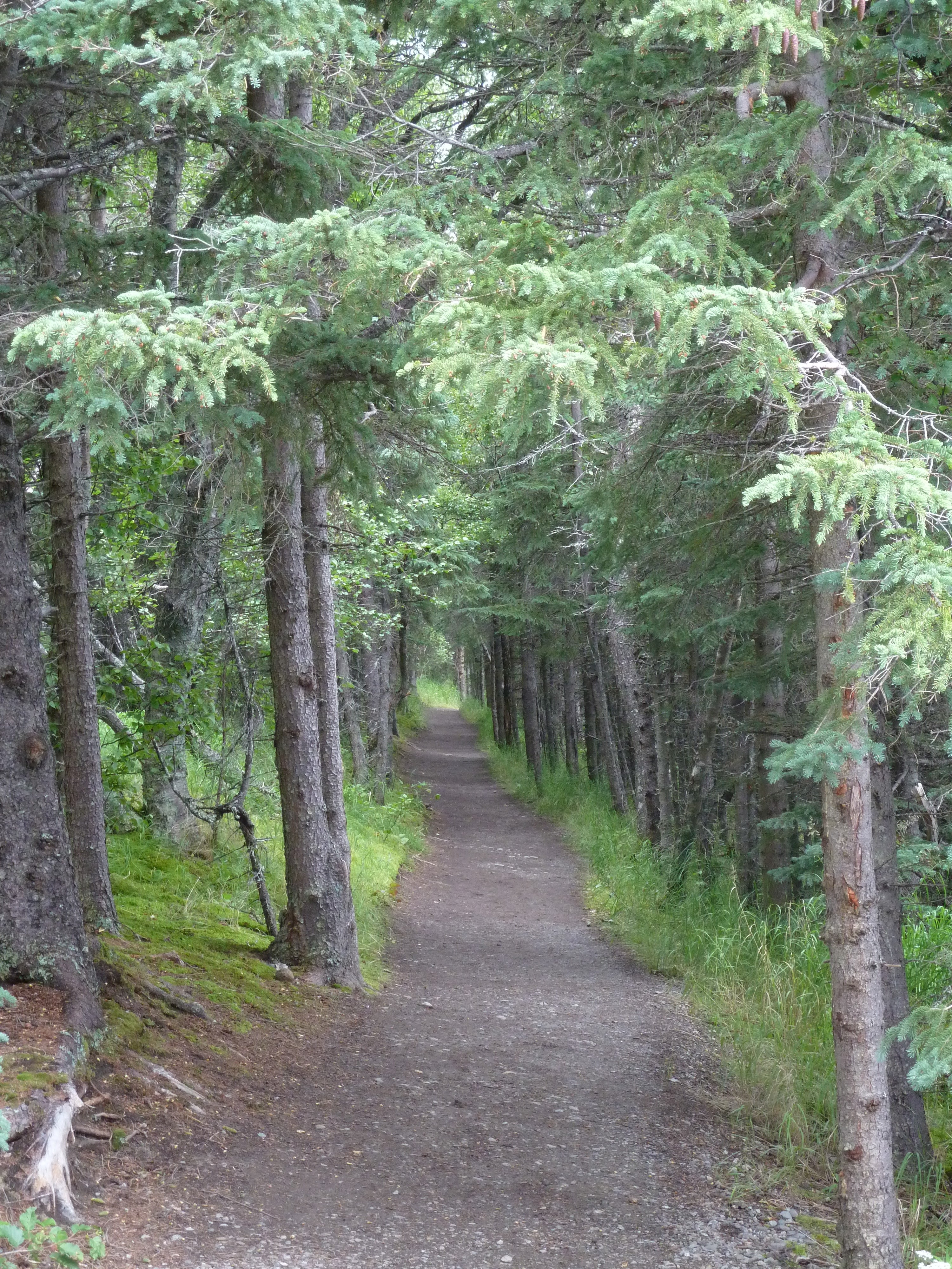 gravel trail through spruce and birch forest